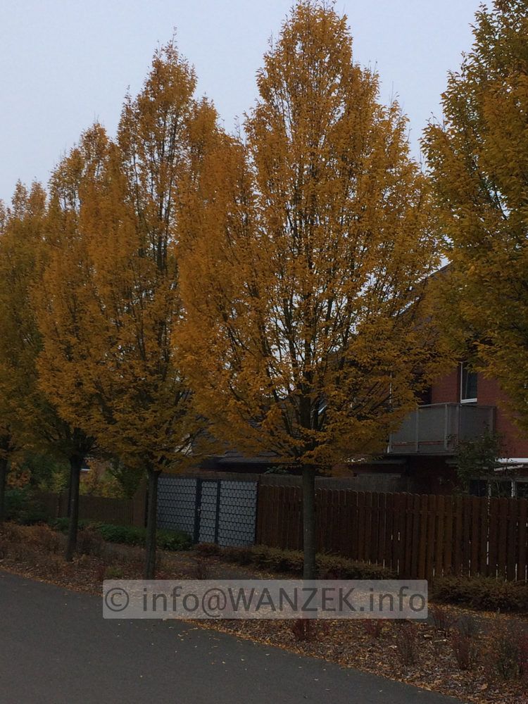 Carpinus betulus Fastigiata - Hochstamm 40-50 Herbst.JPG